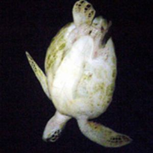 Turtle diving from surface in cavern        Northern Mari... by Martin Dalsaso 